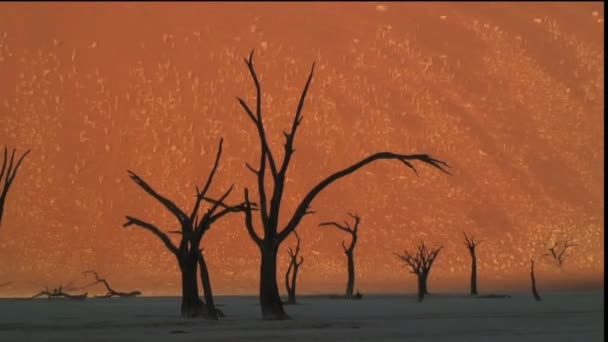 Död Vlei Namiböknen — Stockvideo