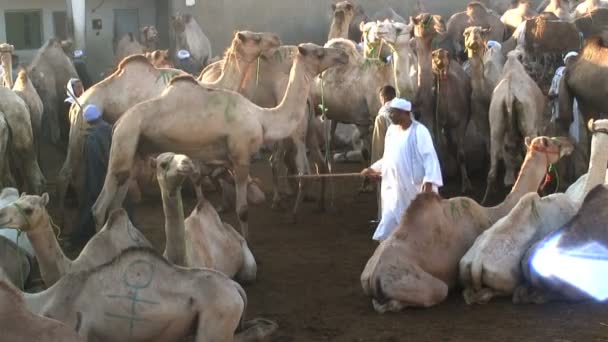 Feria de camellos Birqash El Cairo — Vídeos de Stock