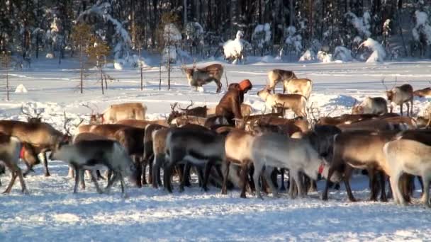 Rendieren herder in Zweden — Stockvideo