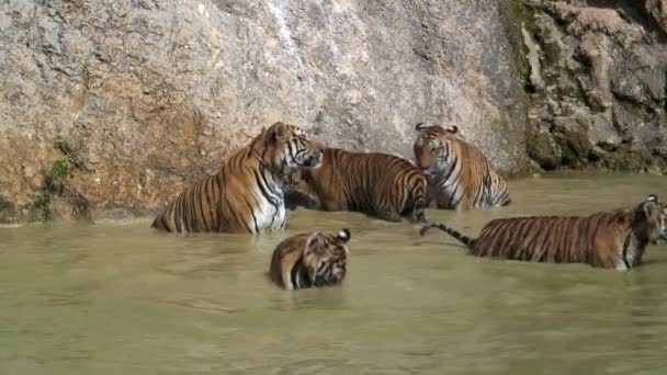 Skupina tygrů — Stock video