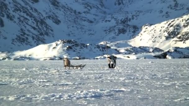 Macho con su trineo Pesca en hielo — Vídeos de Stock