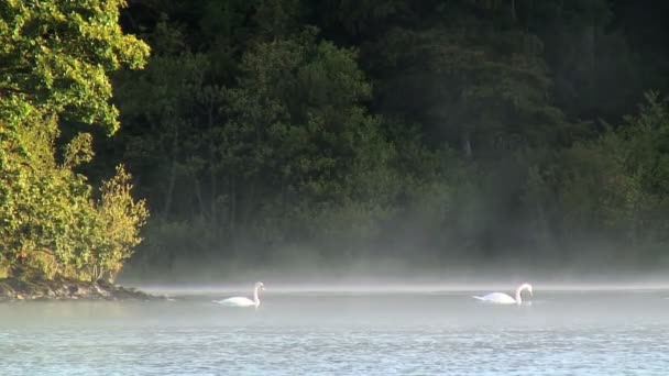 Cigni sul lago Derwent — Video Stock
