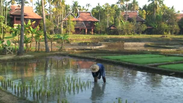 Planting a Rice Crop — Stock Video