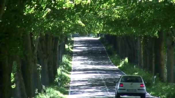 Route bordée d'arbres — Video