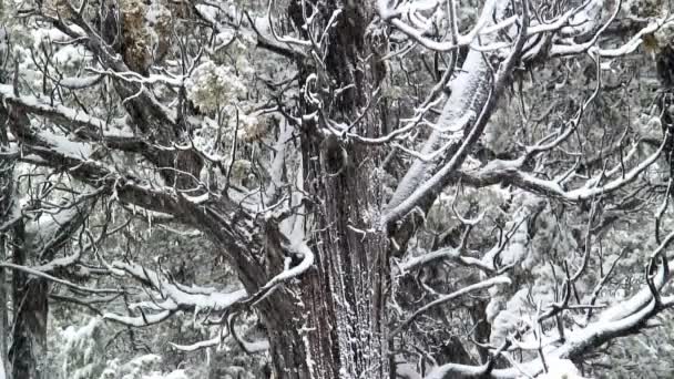Nieve cayendo sobre árboles — Vídeos de Stock