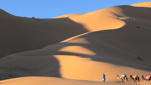 Man leading camels — Stock Video