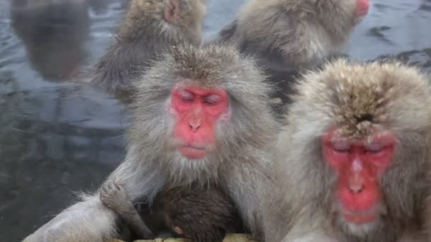 Macaques japonais — Video