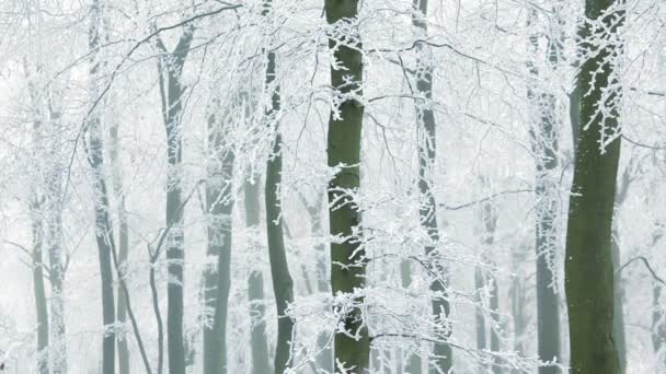 Bomen bedekt met bevroren ijs — Stockvideo