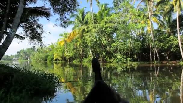 Canoe passing along backwaters — Stock Video
