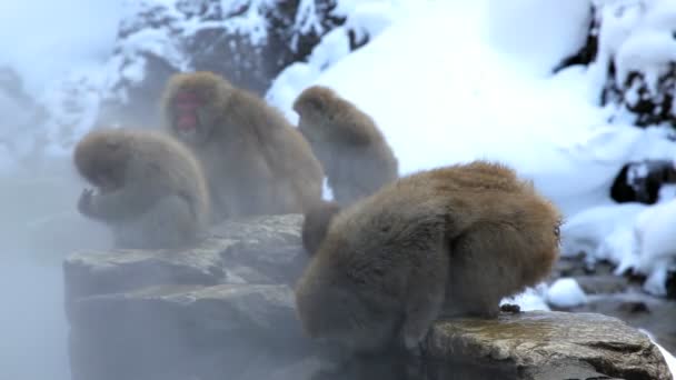 Macacos japoneses — Vídeo de Stock