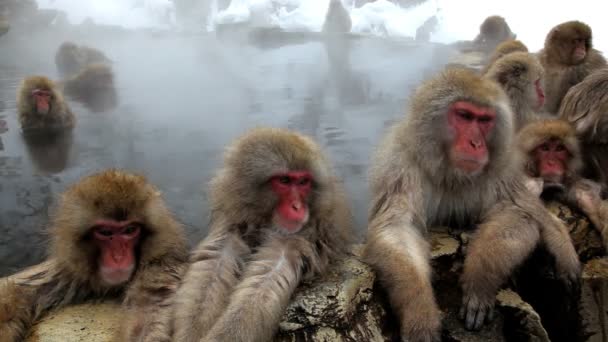 Macaques japonais 