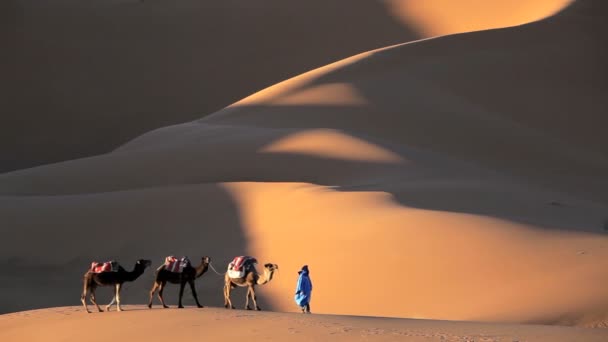 Male in Touareg robes leading camels  — Video