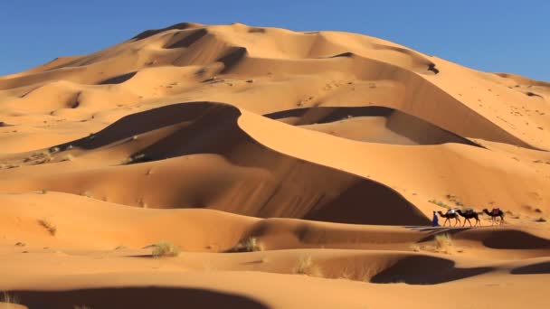 Man leading camels — Stock Video