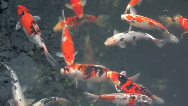 Large Japanese goldfish — Stock Video