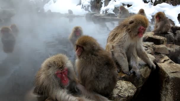 Macacos japoneses — Vídeo de Stock