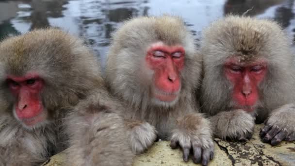 Japanese Macaques — Stock Video