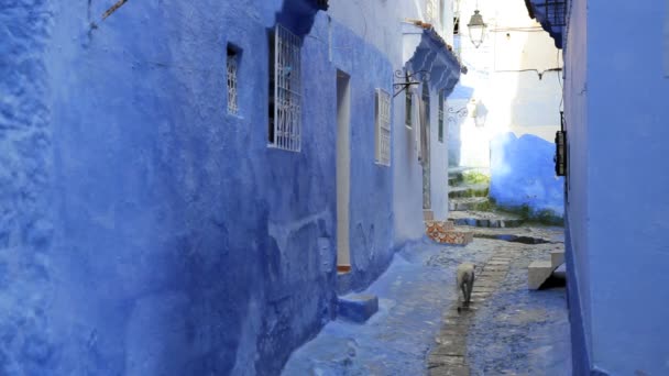 Hond in Blue huizen van Chefchaouen — Stockvideo