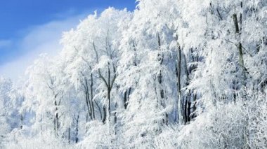 Donmuş buzla kaplı ağaçlar