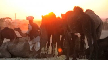 Gün batımında deve çobanı