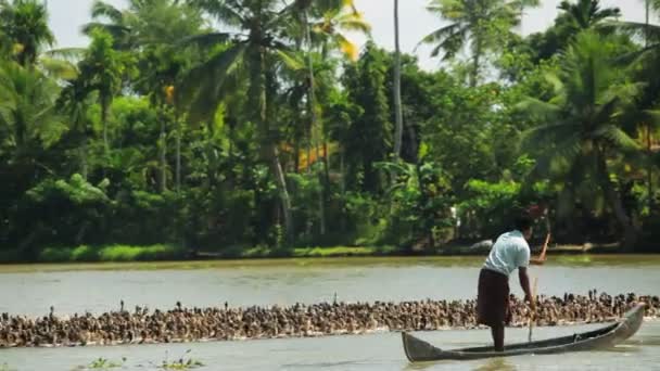 Local duck farmer — Stock Video