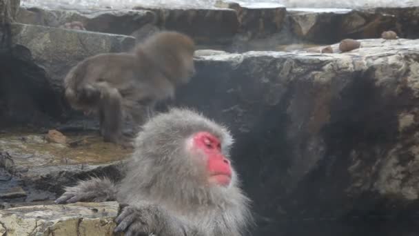 Macacos japoneses — Vídeos de Stock