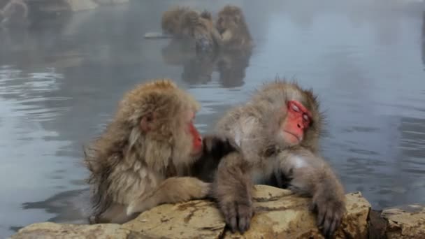 Japanese Macaques — Stock Video