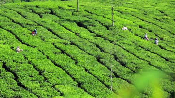 Workers cutting tea on plantation — Stock Video