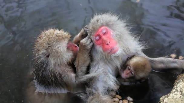 Japanese Macaques — Stock Video