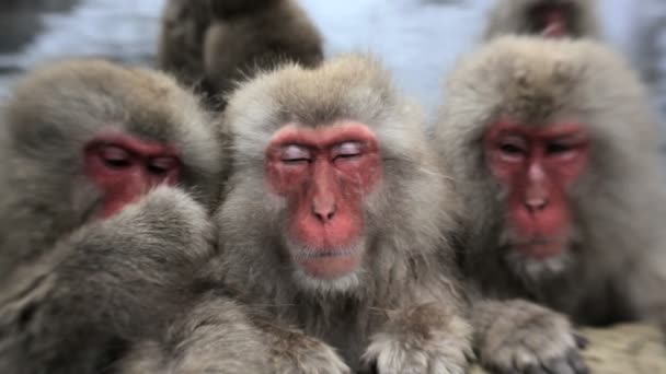 Macacos japoneses — Vídeo de Stock