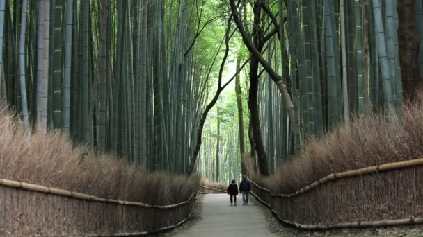 Az emberek séta bambusz erdőben — Stock videók