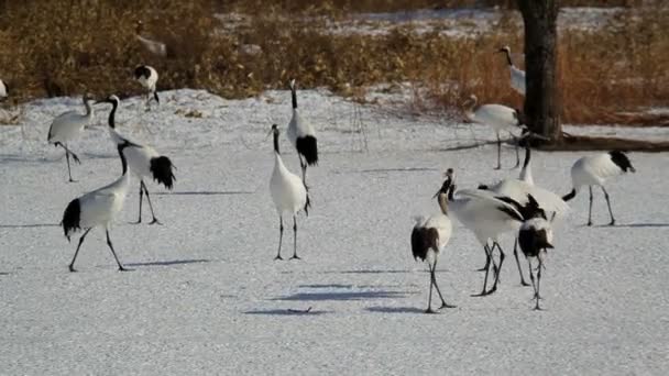 Red crowned Cranes — Stock Video