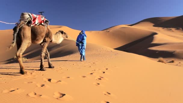 Man leading camels — Stock Video