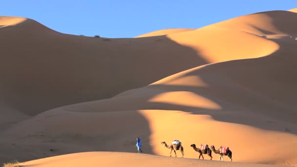 Man leading camels — Stock Video