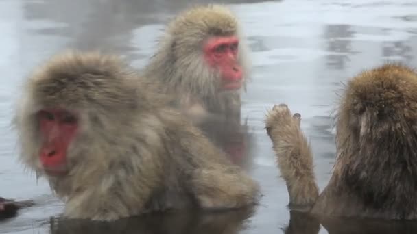 Macaques japonais 