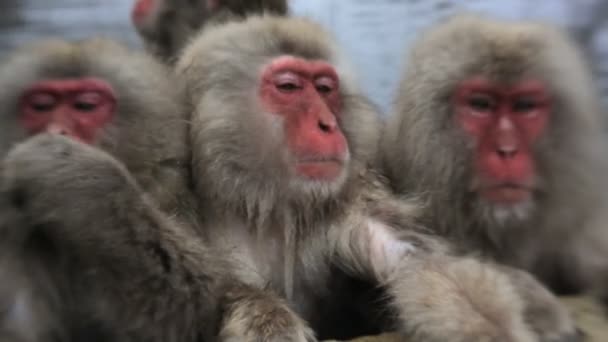 Macaques japonais — Video