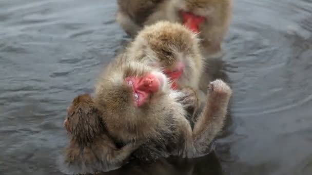 Japanese Macaques — Stock Video