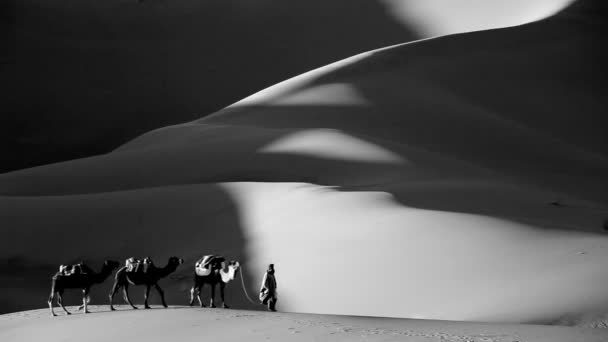 Hombre liderando camellos — Vídeo de stock