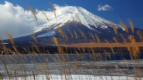 Mountain Fuji and Lake Yamanaka — Stock Video