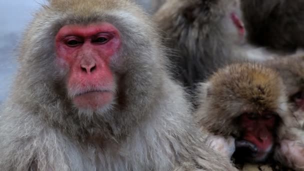 Japanese Macaques — Stock Video