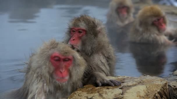 Macaques japonais — Video