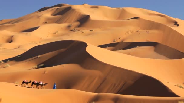 Man leading camels — Stock Video