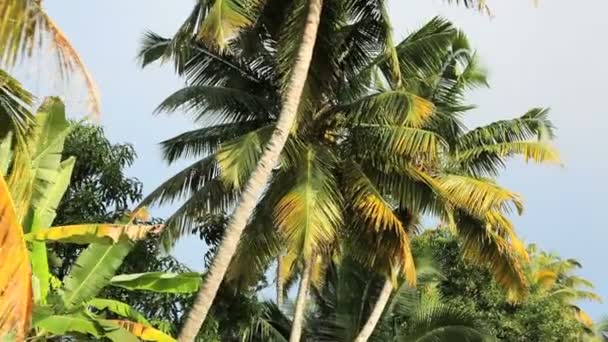Passerar Palm längs Kerala backwaters — Stockvideo