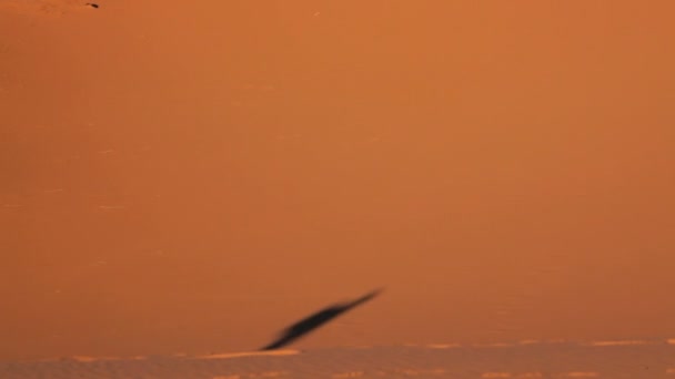 Schaduw over de zandduinen — Stockvideo