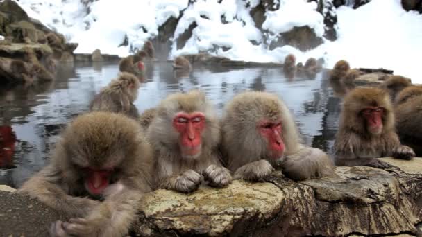 Macaques japonais 