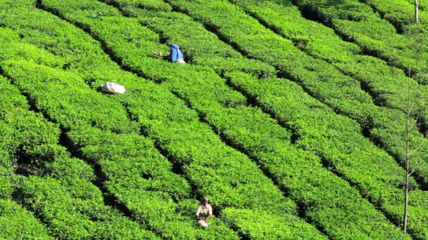 Workers cutting tea on plantation — Stock Video