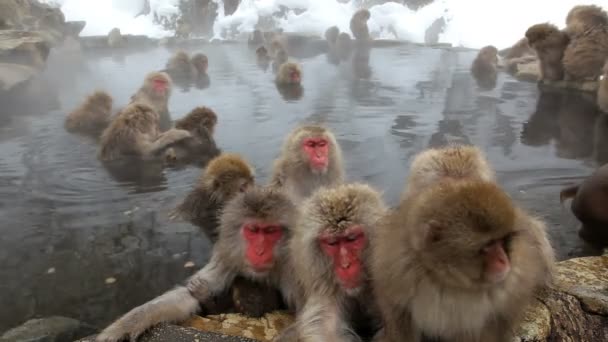 Japanese Macaques — Stock Video