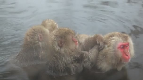 Japanese Macaques — Stock Video