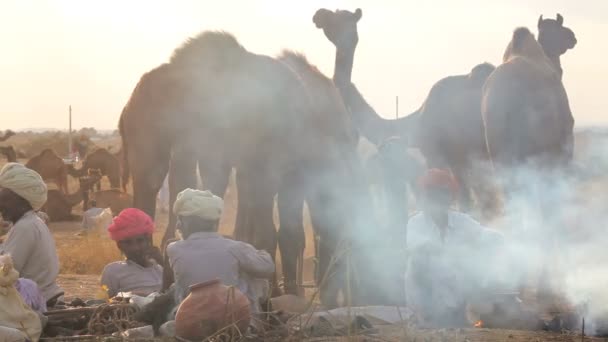 Tribesmen cooking while at Camel Fair — Stock Video