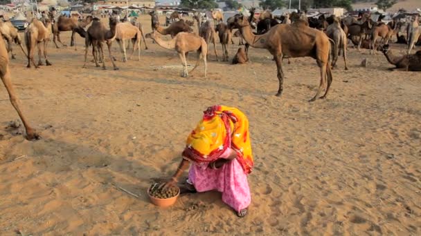 Kamelen voedsel wordt bereid door vrouw — Stockvideo