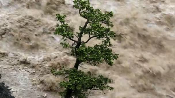 Lone tree på rasande svullna översvämmade floden — Stockvideo